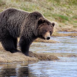 Listening To The River