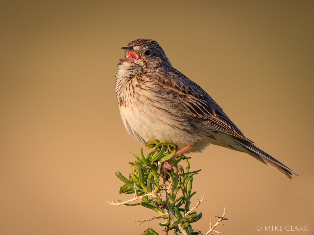 Vesper Sparrow's Dusk Call