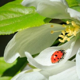 Be Sure To Water It In