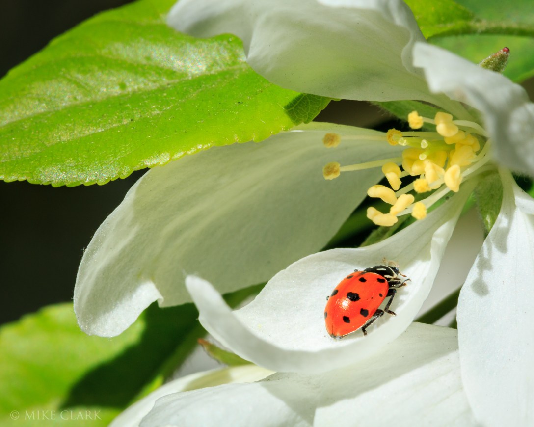 ladybug