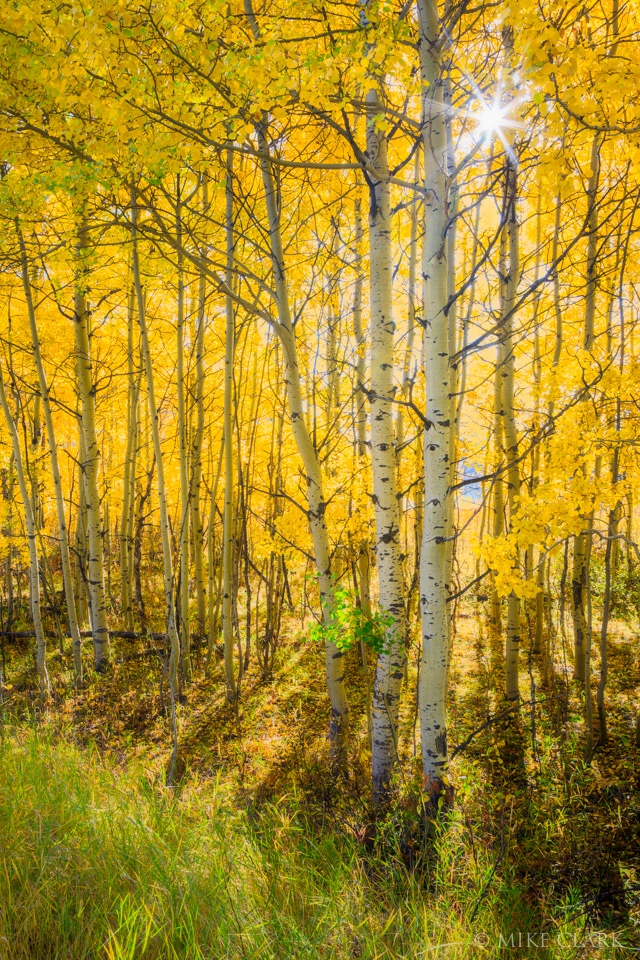 aspen-in-sunlight-smaller