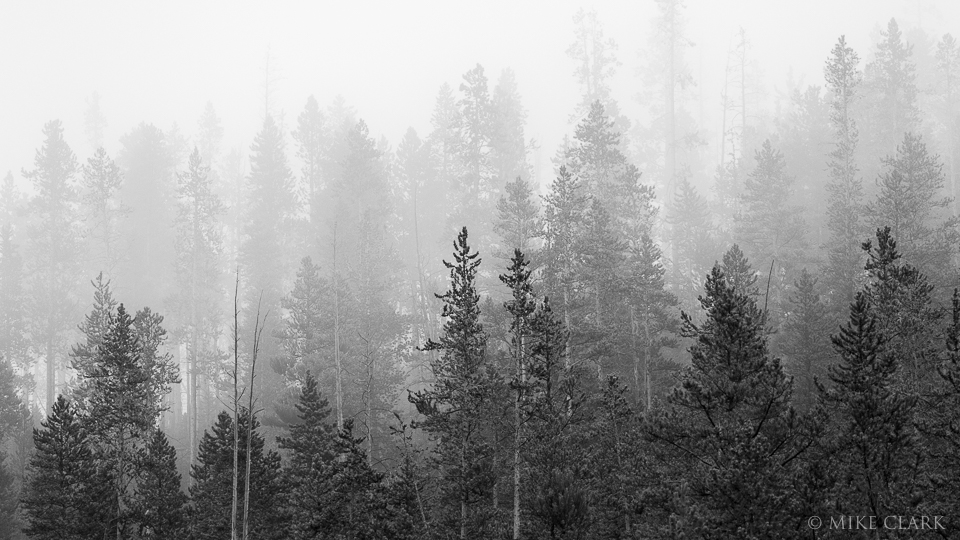 pine-trees-black-white