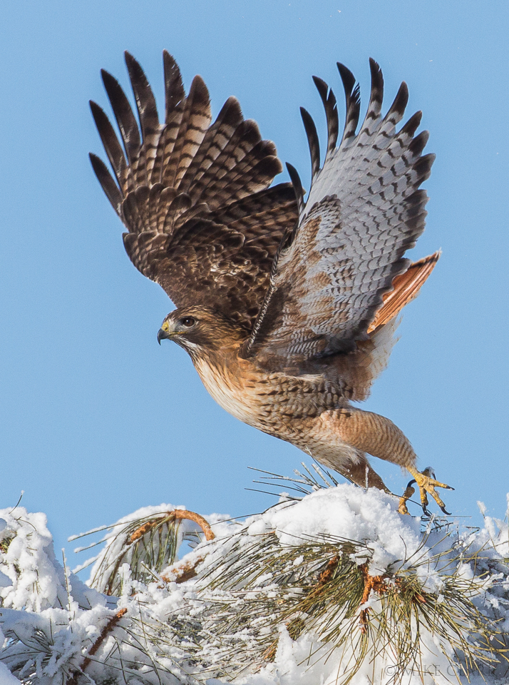 redtail-hawk